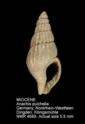 MIOCENE Anachis pulchella.jpg - MIOCENE Anachis pulchella (Blainville,1826)